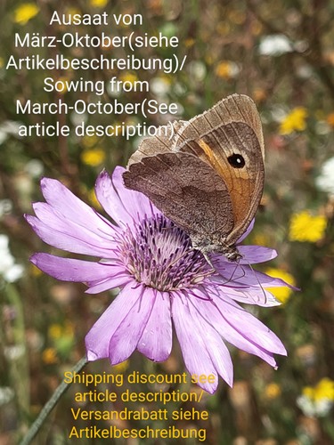 Papierblume wildform - papierblume,